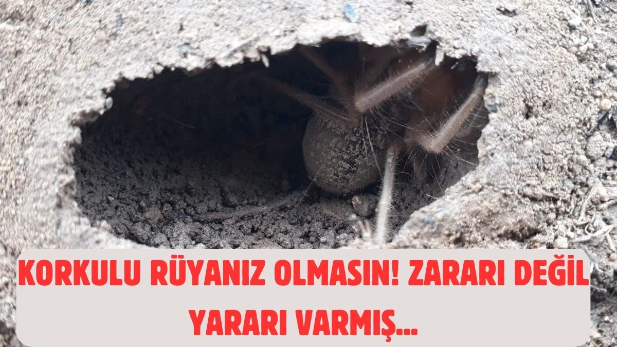 Zehirli sanıp herkes korkuyor! Bu örümceği sakın öldürmeyin: Zararı değil faydası var