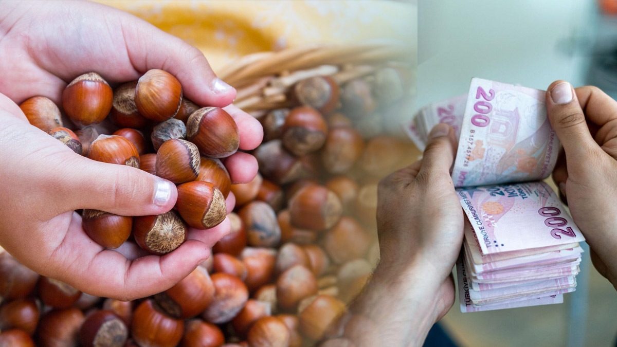 Ordu, Giresun, Trabzon, Samsun ve Sakaryalılar fındık fiyatları netleşti! İşte 2024 TMO fındık alım fiyat tahmini