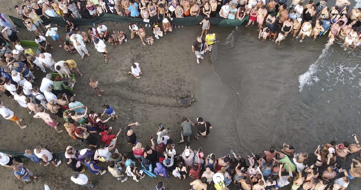 Muğla'da tedavileri tamamlanan caretta carettalar denizle buluştu