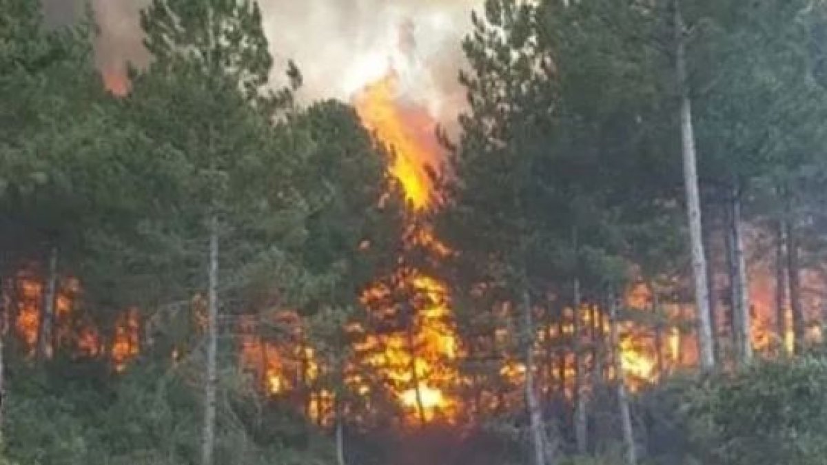 Sancaktepe'de ormanlık alanda yangın