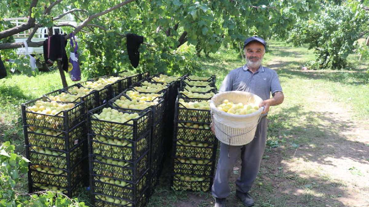 Türkiye'nin sarı altını olarak biliniyor, yurt dışından gelen taleplere yetişilmiyor! Sezonu geldi fiyatı 40  TL'ye düştü