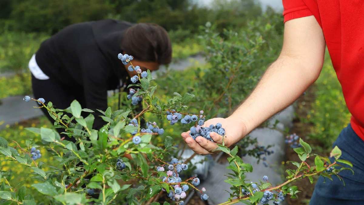 Ordulular fındık yerine bunu ekecek! 10 kat daha fazla kazandırıyor kilosu 350 TL'den satılıyor