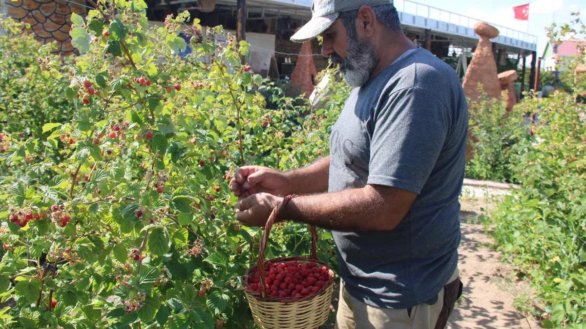 Kimse olmaz dedi, o başardı! 1 Temmuz’da başlıyor, sadece 25 gün toplanıyor! 6 dönümde büyük verim alıyor