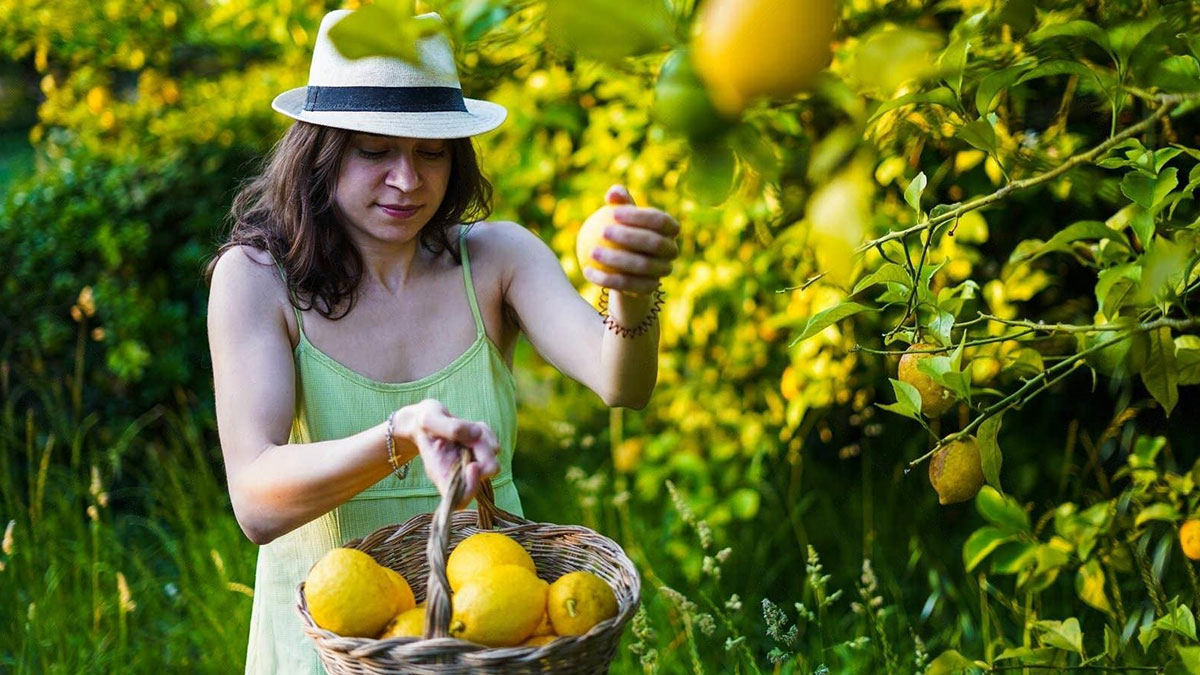 Limon dalında 2 TL, markette 100 TL! Üretici satılmamasından şikayetçi, vatandaş pahalıya almaktan şikayetçi