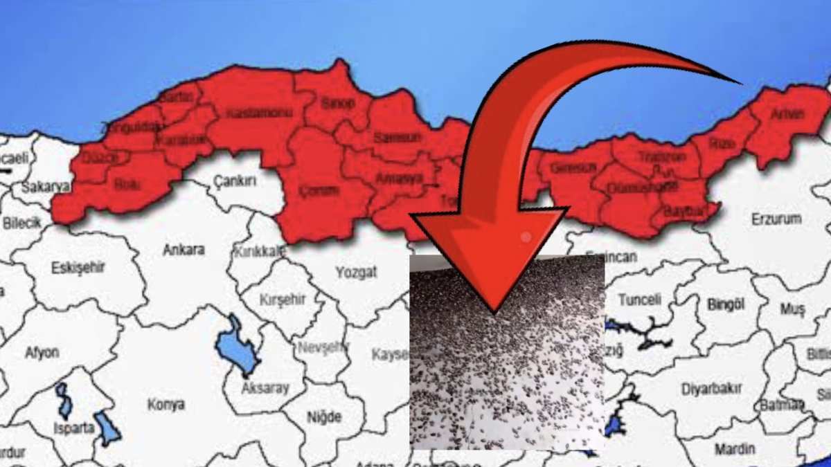 Gürcistan’dan geldi, sıçraya sıçraya ilerliyor! Günde 30 kilometre ilerliyor! O şehirden karşılık gecikmedi