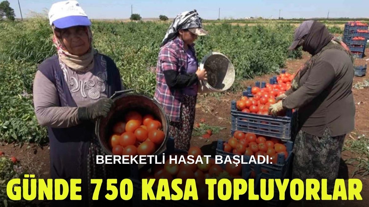 45 derece sıcağın altında yılmadan çalışıyorlar! Kadınların gücü o alanda da ortaya çıktı: Günde 750 kasa topluyorlar