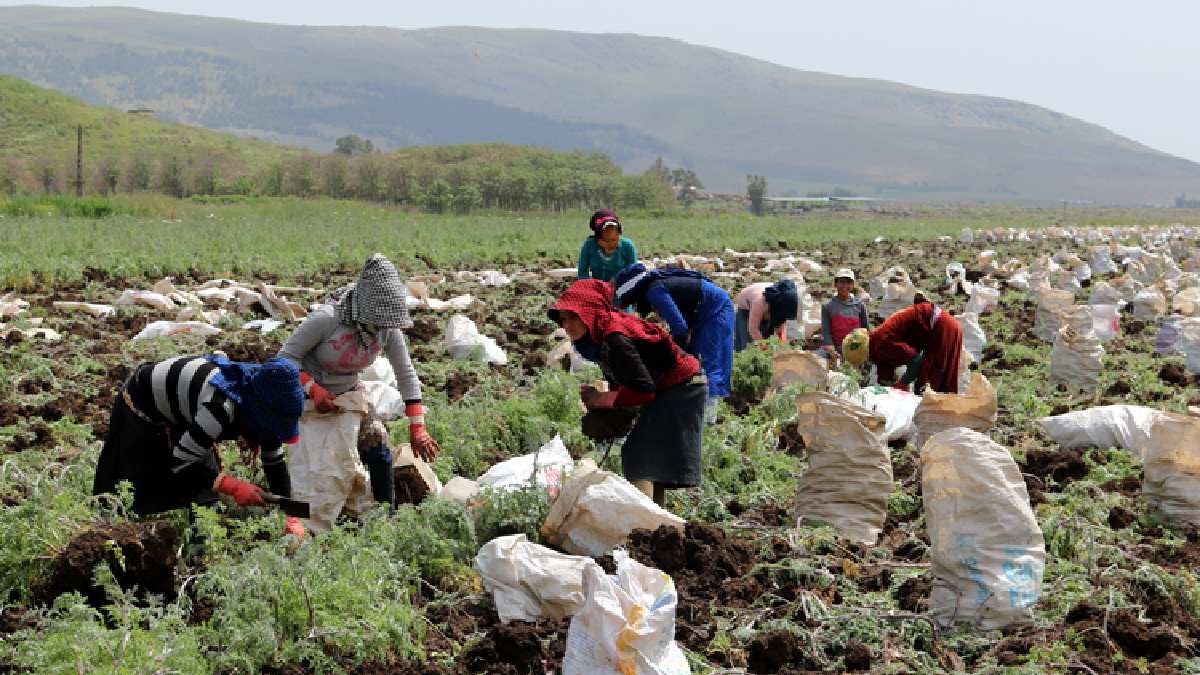 Adanalılar ve Avrupalılar kapışıyor! Gıdadan kozmetiğe kadar kullanılıyor! 10 mahallede yetişip,3 bin aileye geçim kapısı oluyor