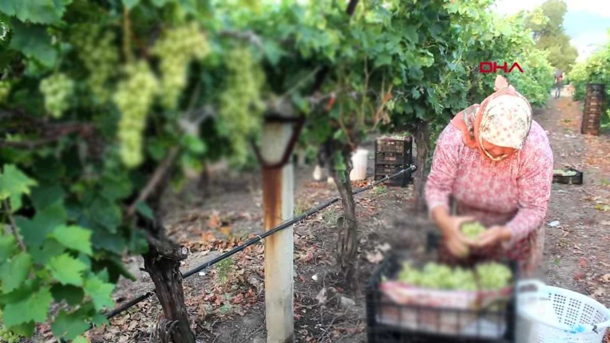 11 Temmuz’da başladı sadece tazesi tüketiliyor! Vaktini kaçıran eli boş kalıyor! Yalnızca Sakaryalılar tadına bakıyor