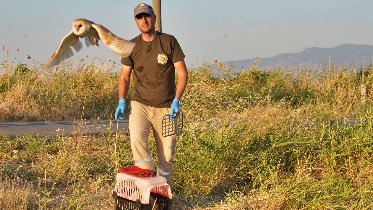 Peçeli baykuşlar özgürlüğe kanat çırptı