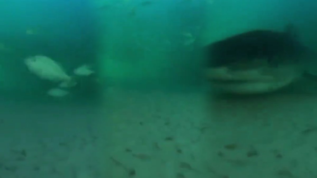 İskelenin altındaki balıkları görmek istemişti, kamerasını salladı! O yaratık kamerasına saldırdı: Anbean kaydedildi