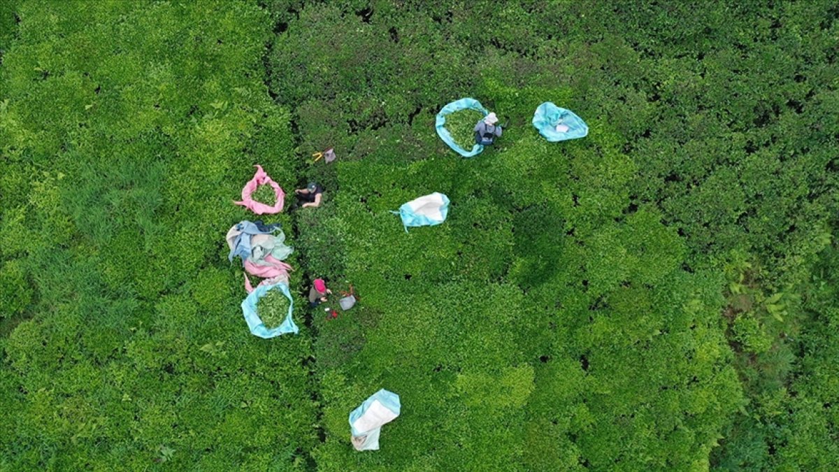 Karadeniz topraklarından toplanıyor, 112 ülkeye satılıyor! Amerika, Katar, Çin... İhracatta rekor kırıldı