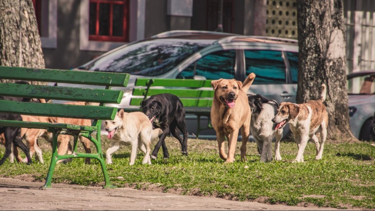 Sokak hayvanları düzenlemesi: Ötanazi ibaresi çıkarıldı, yeni hüküm eklendi