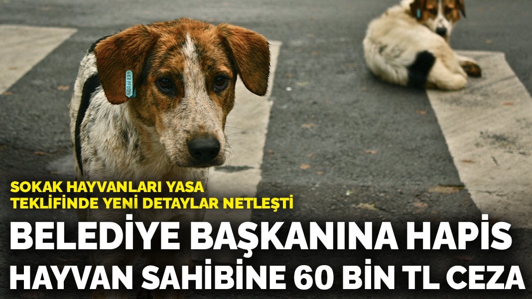 Sokak Hayvanları Yasa Teklifinde Yeni Detaylar Netleşti: Belediye ...