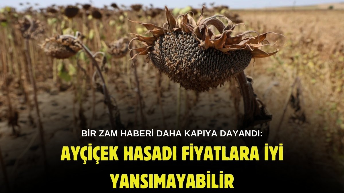 Stok yapın büyük zam kapıda! Ayçiçeğinde kıtlık başladı: Zeytinyağından sonra sıra onda