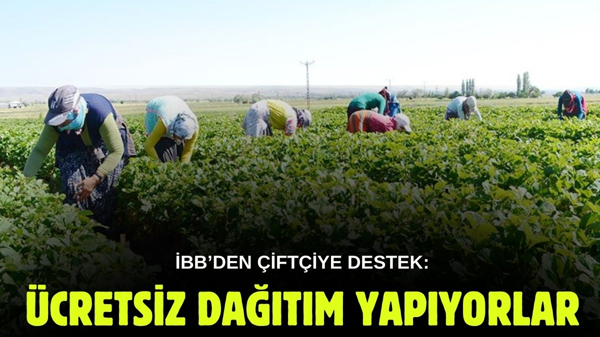 Ekip biçmek için köye gitmeye gerek yok! İBB destekledi, çiftçi yaptı: İlk hasatlar başlıyor
