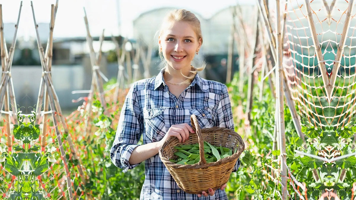 Yeşil fasulye ile hazırlanıyor, son dönemin en sevilen atıştırmalığı! Patates kızartmasından daha sağlıklı