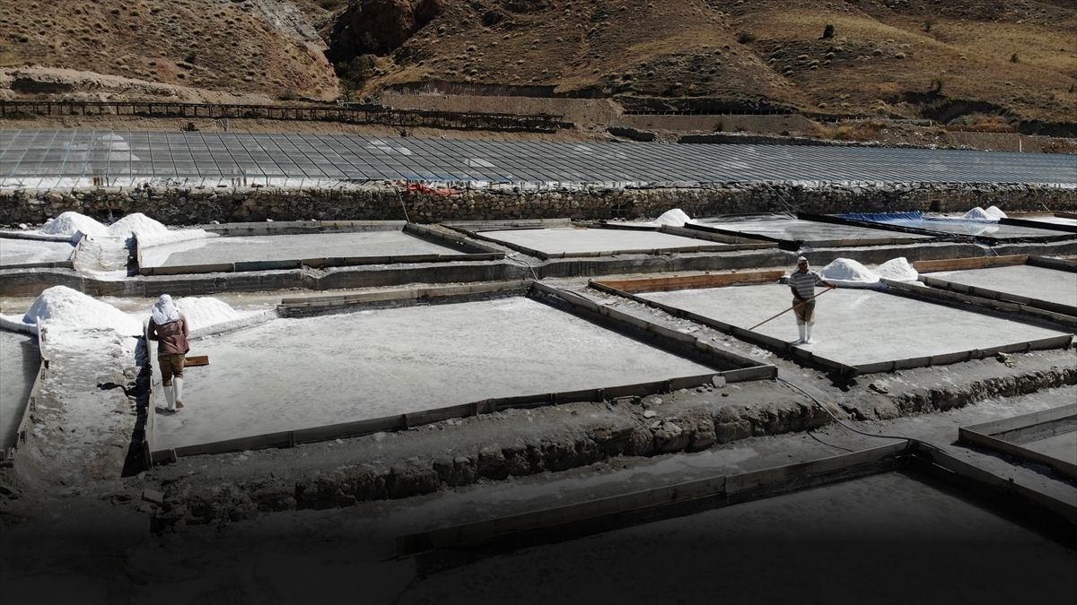 Osmanlı sarayından beri orada yetişiyor! Almanya ve İtalya'dan büyük talep var: Makinesiz elleriyle topluyorlar