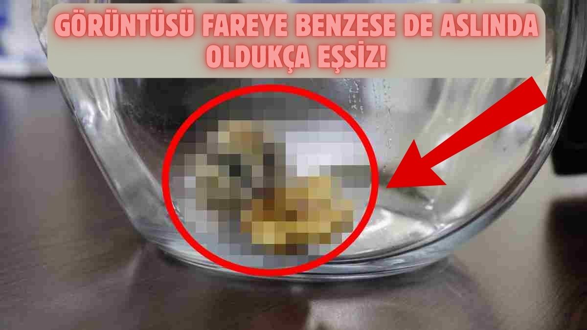 Dünyanın aradığı canlı Sivas'ta ortaya çıktı! Fare sanıp sakın zarar vermeyin: Çok nadir görülüyor