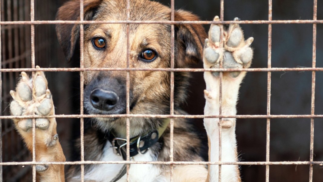 Katliam yapmayan başkana hapis cezası: Sokak hayvanlarına yönelik ötanazi belediyelere zorunlu kılınacak