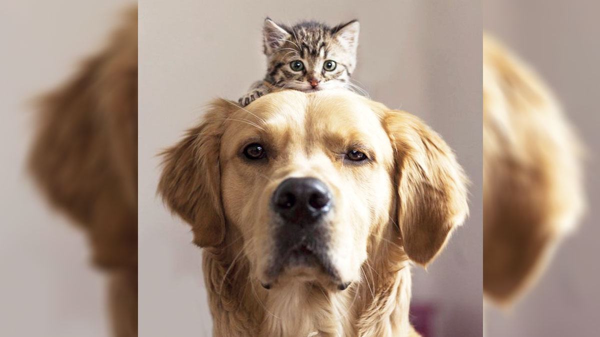 Sokak hayvanları yasası siyaset kokuyor: Öldürmeyen başkana hapis