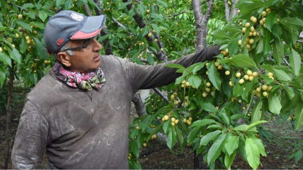 Torosların eteklerinde büyük hasat! 8 mahallede ekiliyor, İtalyanlar buna bayılıyor! Yaprağından sarma, sapından ilaç oluyor