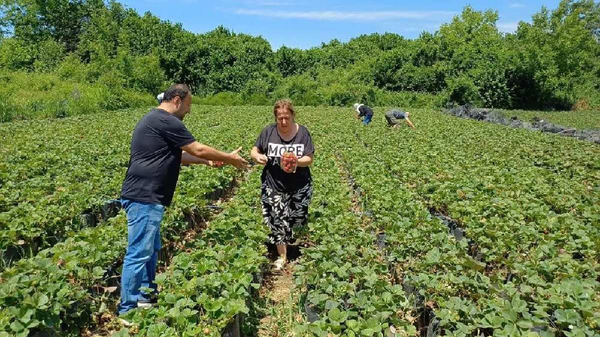 Kendin topla kendin ye dedi, müşteriyi tarlaya indirdi! Aracı kalktı üretici sevindi! Dalından toplayıp tazecik tüketiyor