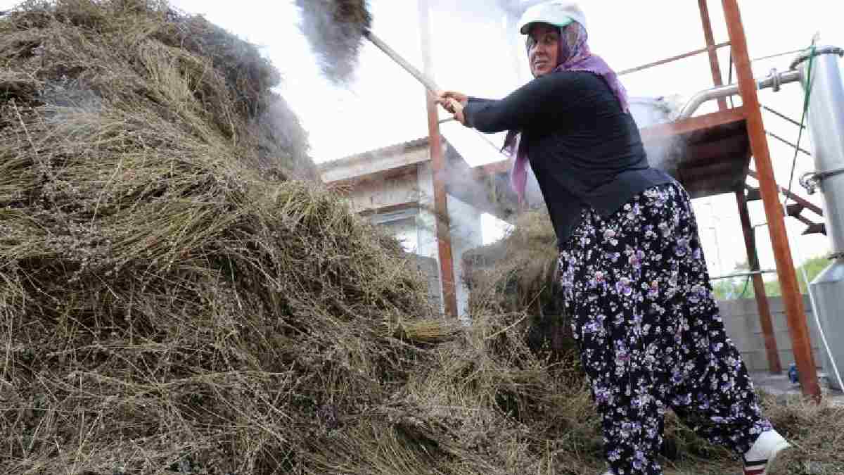 Adana’da geleneksel hasat başladı! 5 yıl önce ektiler verimi katladılar: Hem ellik hem orakla toplayıp satışa hazırlıyorlar