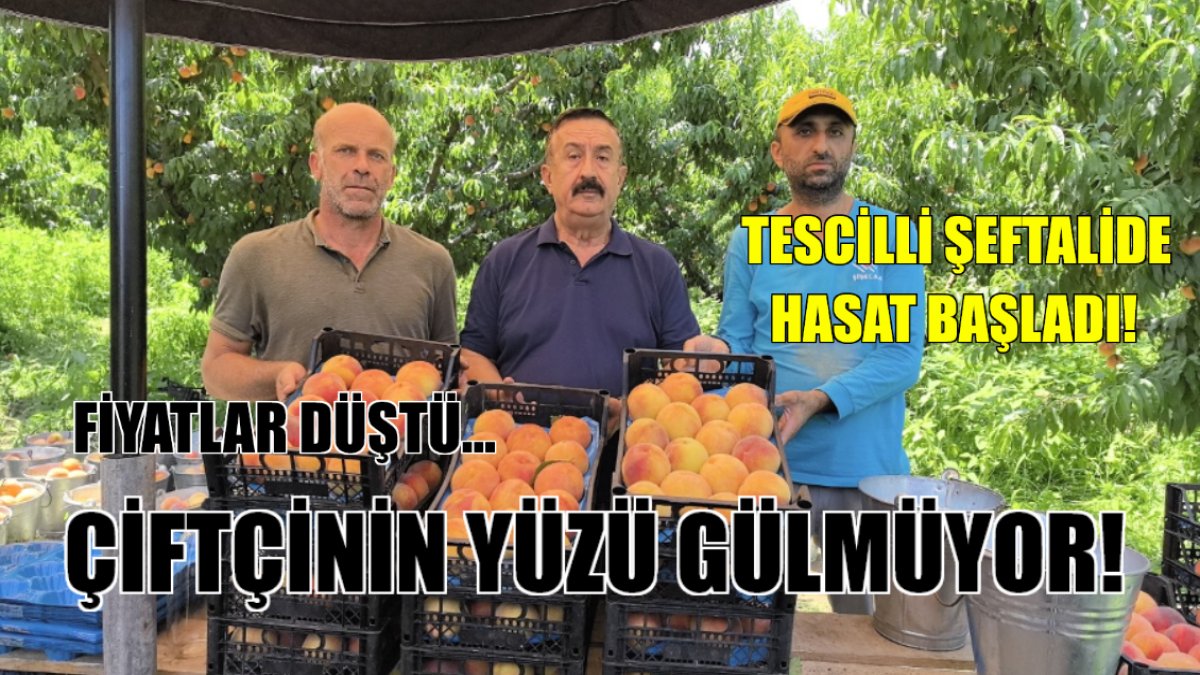 Üreticiler kan ağlıyor! Tescilli şeftalinin hasadı bu kez güldürmedi: 30 liradan 17 liraya düştü