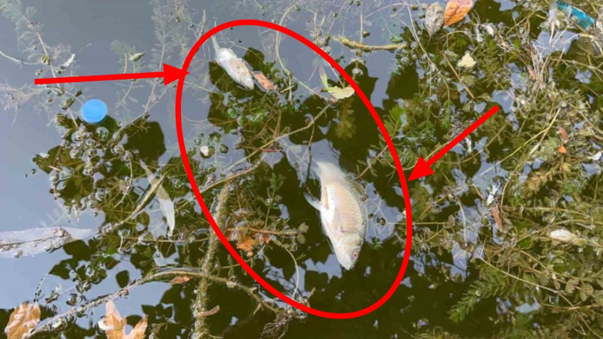 Porsuk Çayı'nda korkutan görüntü! Çok sayıda ölüsü su yüzeyine çıktı: 1 haftadır artışta