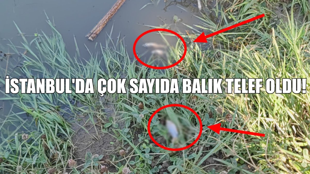 İstanbul'un göbeğinde çok sayıda balık telef oldu! Vatandaşlar ise tepkili: İçme suyu barajı kirlilikle mücadele ediyor