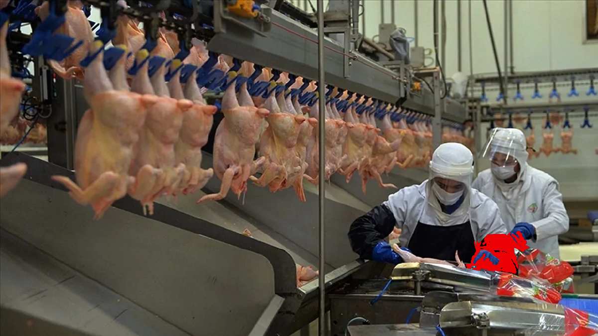 Türkiye’nin beyaz et üreticilerine dev ceza! Usulsüzlükleri kabul ettiler: Cezadan kaçamadılar