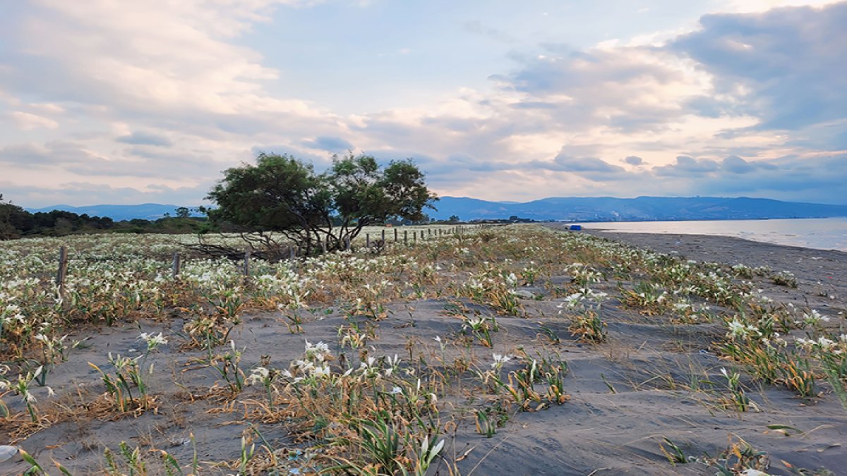 Sakın güzelliğine kanmayın! Koparan araba parası ödüyor: Cezası dudak uçuklattı