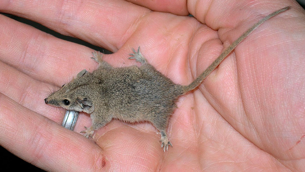 Dünyanın en eski memeli hayvanı, o kentte görüldü! Denk gelirseniz sakın öldürmeyin, yetkililere haber verin