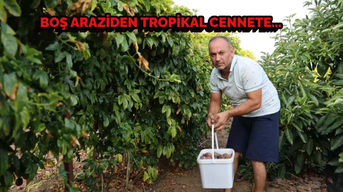 Araziyi tropikal cennete çevirdi, günde 150 kilo ürün alıyor! Yetişmez dediler ama şimdi siparişlere yetişemiyor