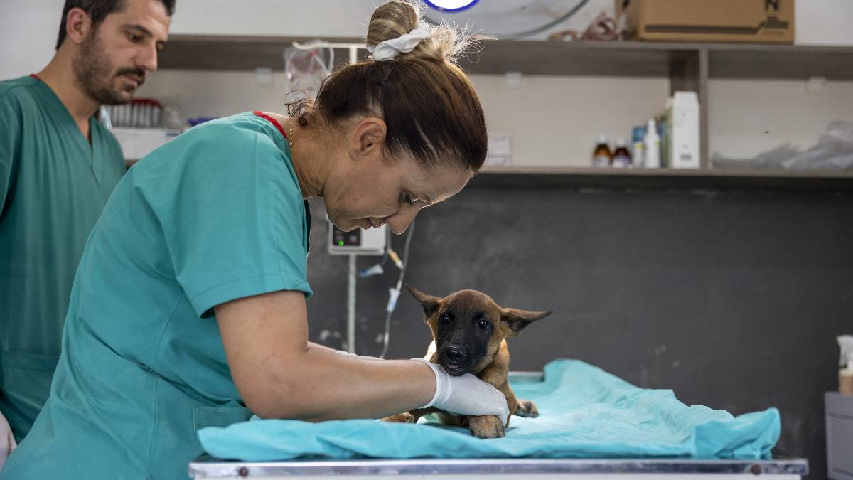 Kaşlı Bakımevi’ne terk edilen Zeus’un kaderi Büyükşehir’le değişti