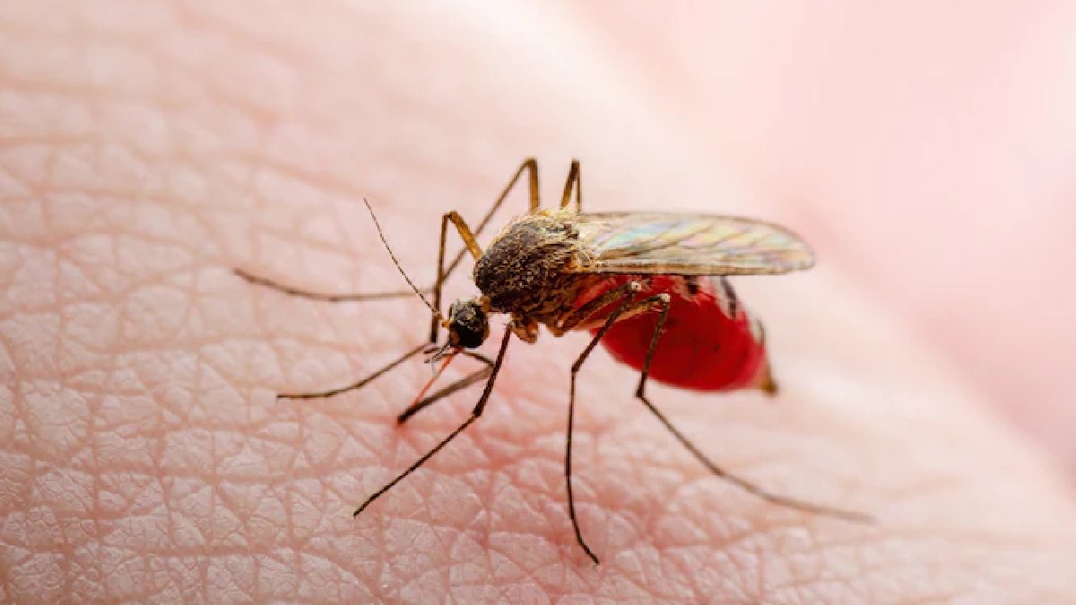 İlk Oropouche virüs kaynaklı ölüm: Brezilya alarmda