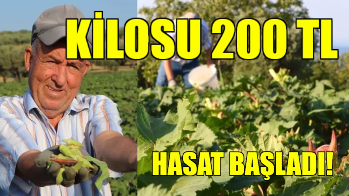 Ata tohumuyla üretiliyor, pazarda 200 liraya satılıyor! Tescil için başvuru yapıldı: Ününü dünya duyacak