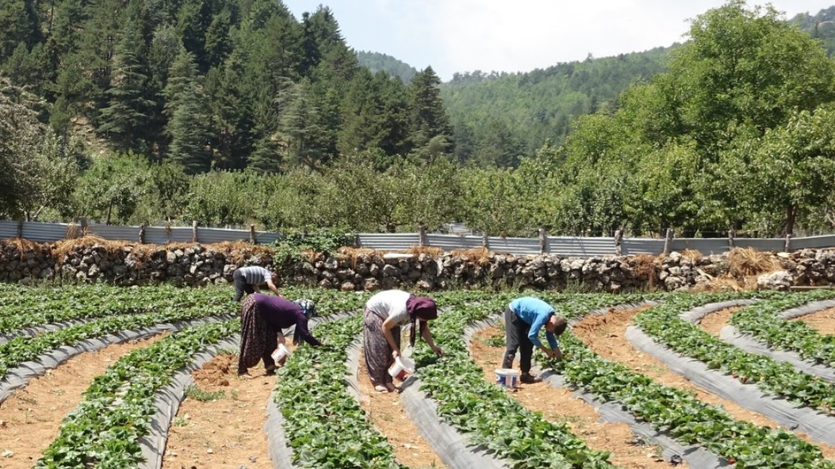 Gübresinden fidesine kadar devlet veriyor! Deprem bölgesinde üretim başladı: Aile ekonomisine katkı sağlıyorlar