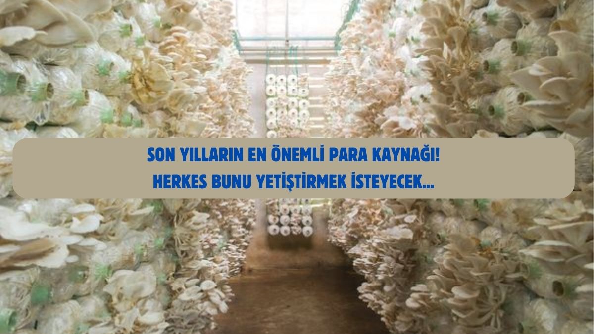 Bu hazine topraktan çıkıyor, bir eken beş alıyor! Faydası da getirisi de çok: Çok hızlı büyüyor