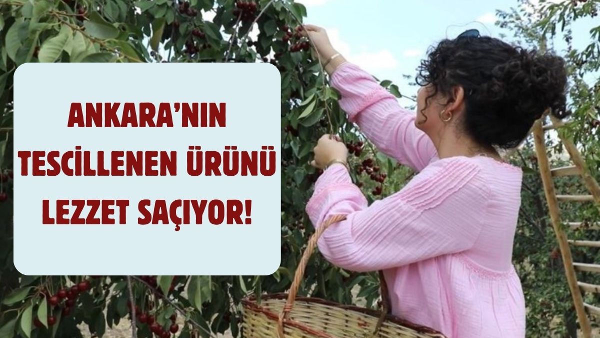 Ankara’da yetişiyor coğrafi işaretle lezzeti tescilleniyor! Çubuk’tan 3 yöntemle pazarlama: Tek tek toplanıp hazırlanıyor