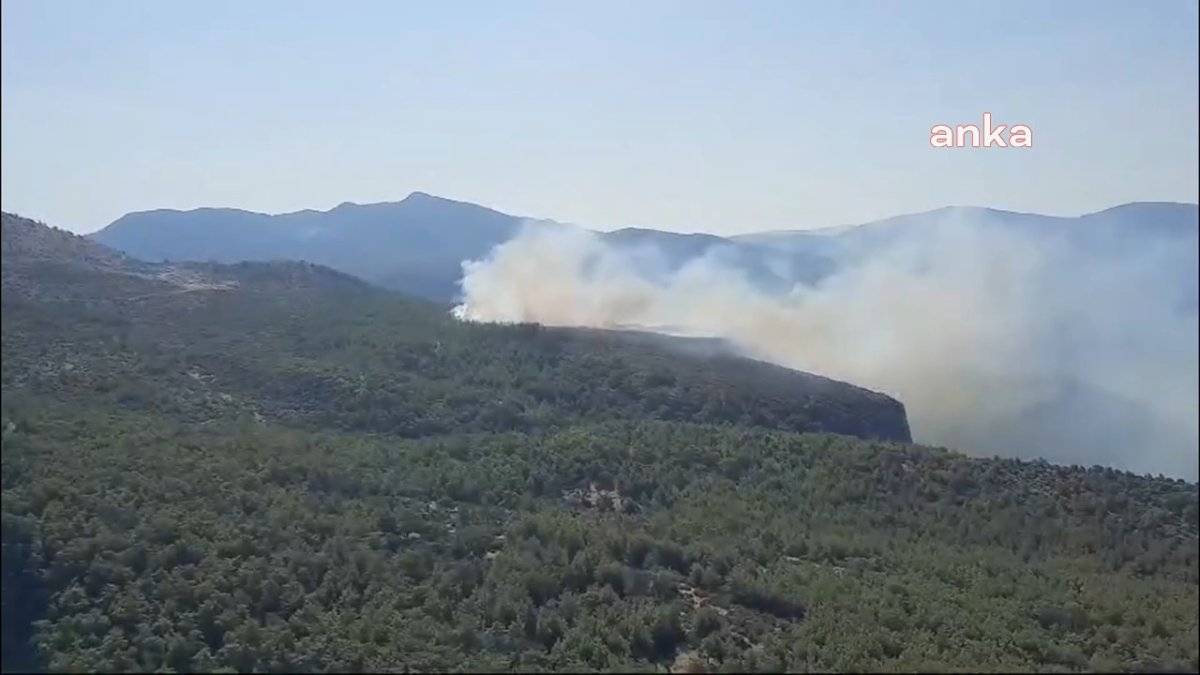 Muğla Milas’ta orman yangını