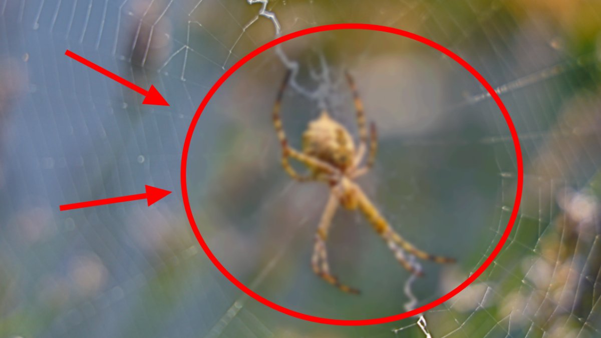 Afrika'da yaşayan tehlikeli tür Türkiye görüldü! Dünyanın en zehirlisi o ilimize yuva yapmış