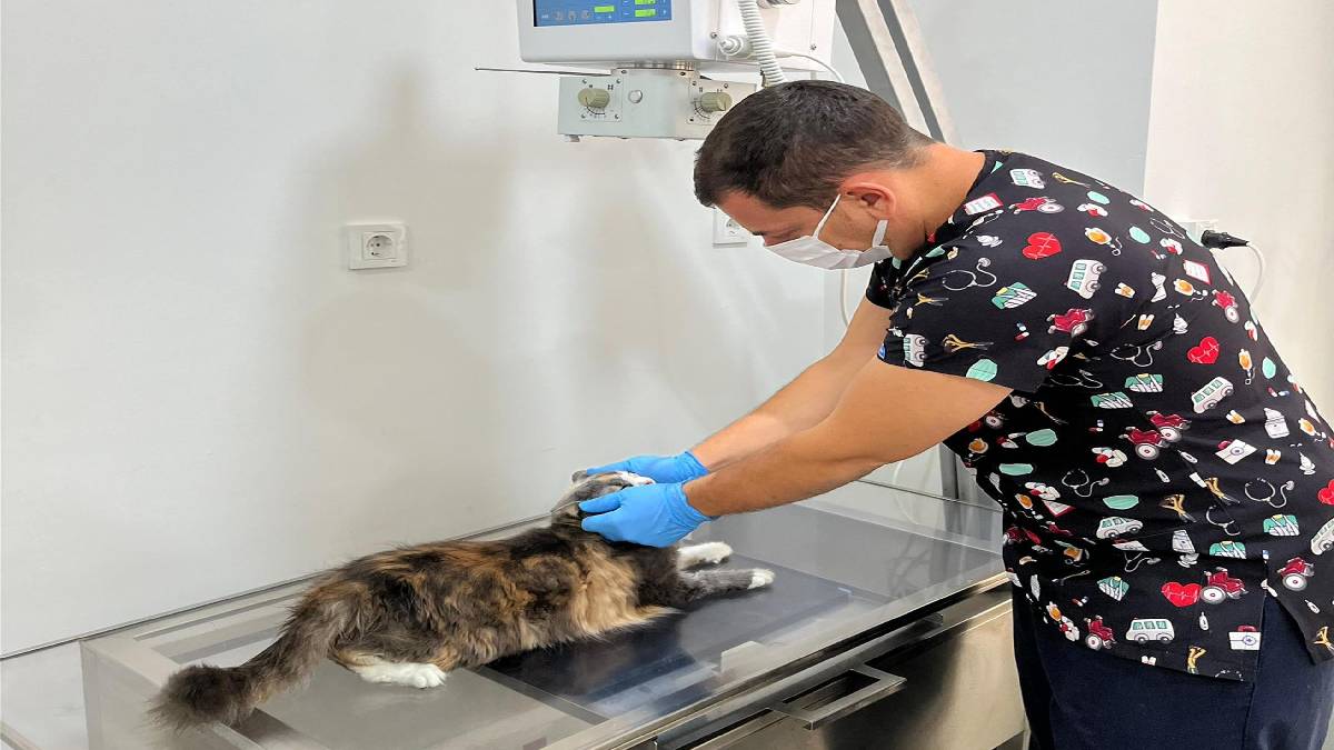 Balıkesir, can dostlara sahip çıkıyor