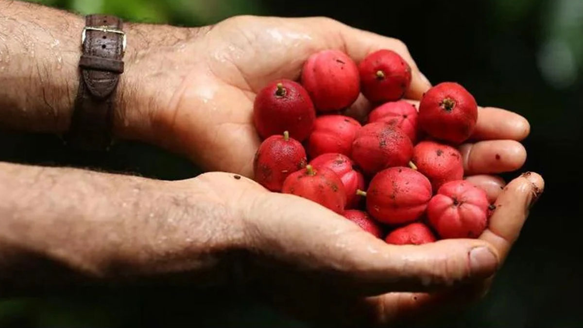 Kanserli hücrelerle savaşıp yenen meyve, bilim dünyasını heyecanlandırdı! O ülkede yetişiyor, test aşamasında
