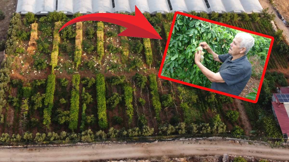 Bu lezzete ‘aşk meyvesi’ deniyor, ekenin yüzü gülüyor! Yemek isteyen 125 TL’yi gözden çıkarıyor