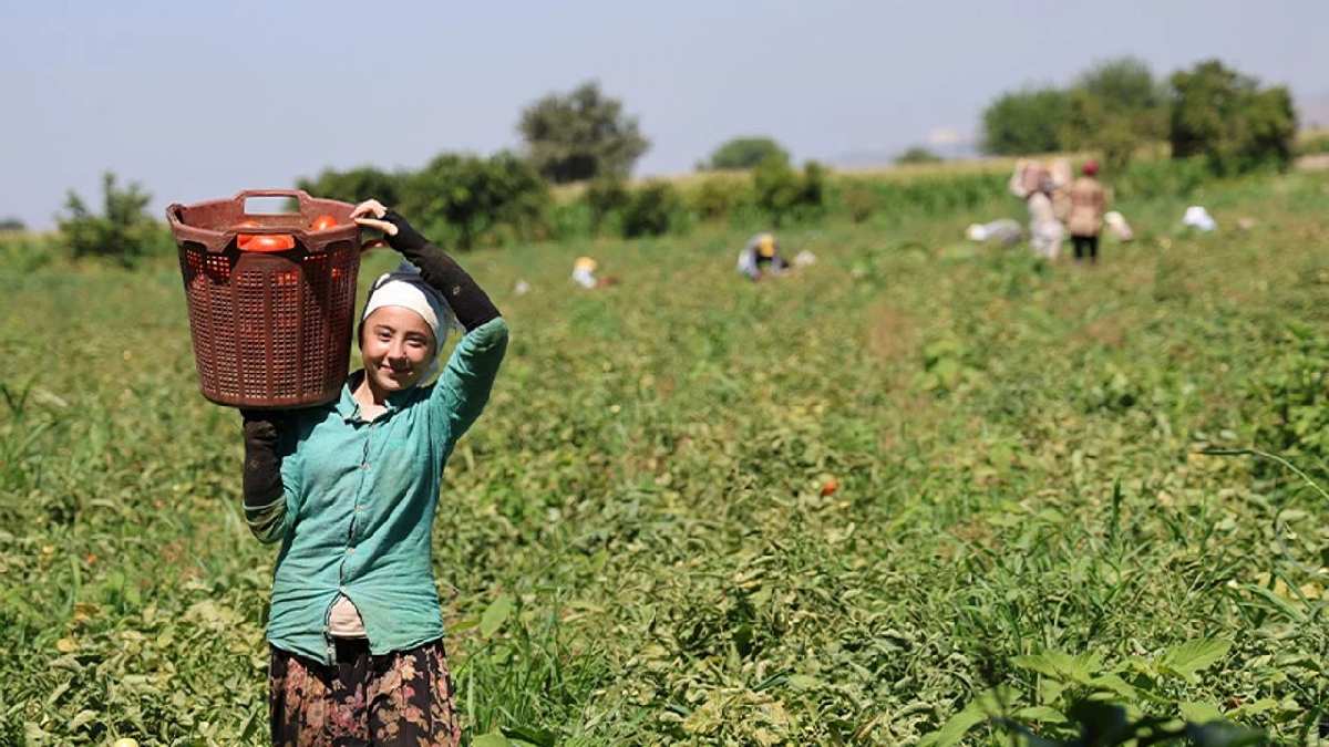 3 ay önce ekildi kocaman oldu!  Bu lezzetin tadına önce Ankara, İstanbul, İzmir bakıyor! Kimse işsizlik sıkıntısı çekmiyor
