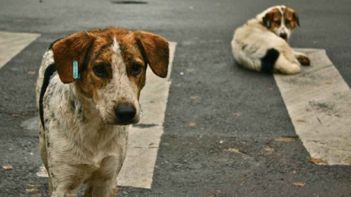 Uluslararası havyan hakları örgütlerinden TBMM'ye çağrı: Yakala, kısırlaştır, aşıla ve bırak
