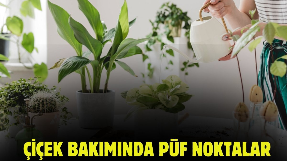 Çiçek bakımı yapanlar dikkat! Bu yöntemler çiçeklerinizi saksıdan taşıracak: İşte harikalar yaratacak öneriler