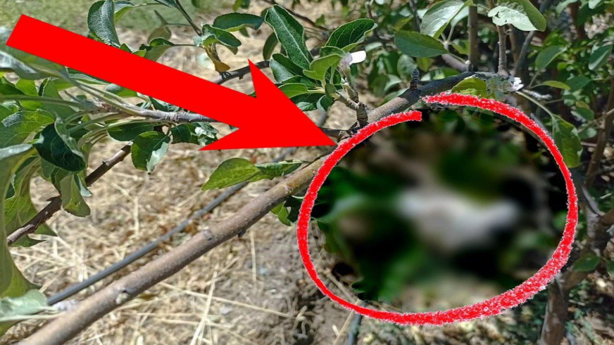 O ilimizde bir ilk yaşandı! Köylüler ağaçları görünce şaşkına döndü: Ağaçta ikisini aynı anda gördüler