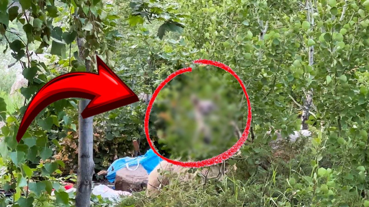 Pikniğe giden vatandaşlar neye uğradığını şaşırdı! Sofralarını bırakıp kaçtılar: Bütün yemekler onlara yar oldu